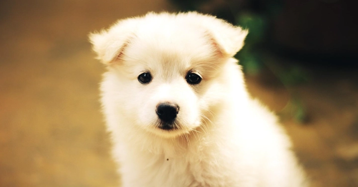 水果幫助狗狗便秘 水果幫助狗狗便秘