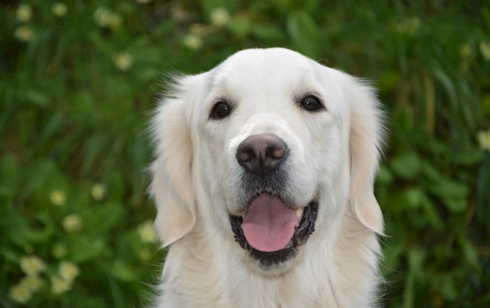 狗中毒處理 狗中毒處理