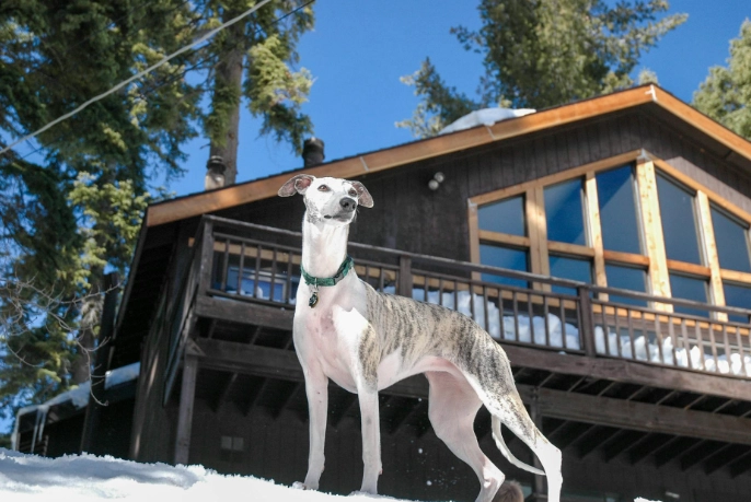 漂白水拖地對狗有害嗎 漂白水拖地對狗有害嗎