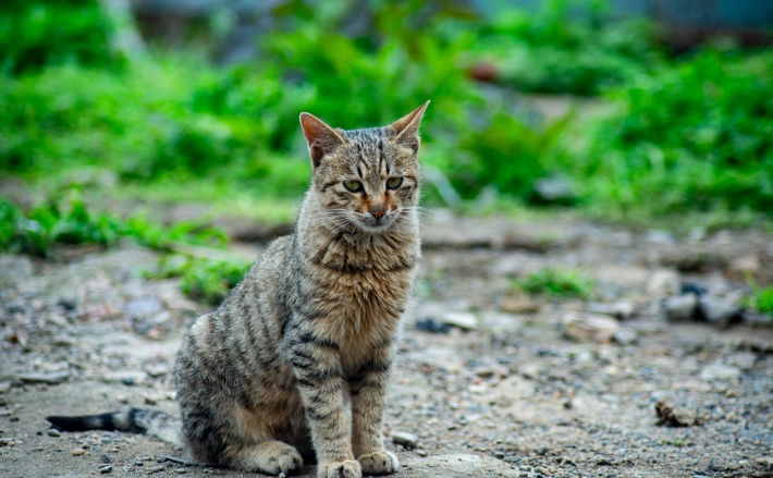 貓咪飲食禁忌 貓咪飲食禁忌