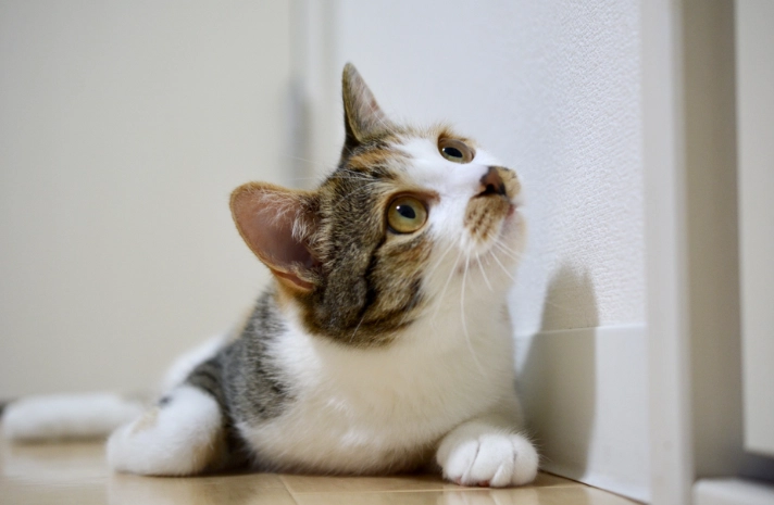 貓中毒急救 貓中毒急救