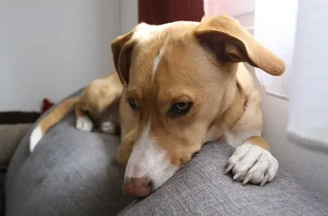 狗狗每天吃優格