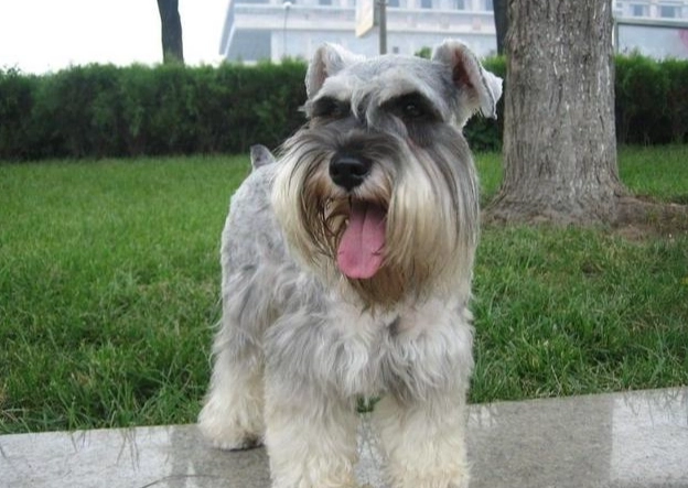 狗可以吃蘋果嗎