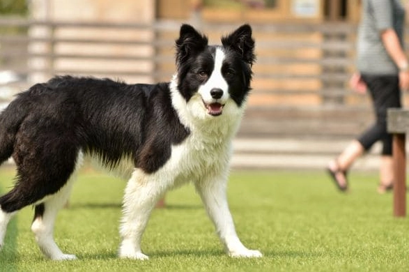 狗狗蛋糕安全嗎