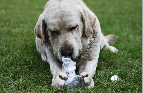 寵物冰塊注意事項