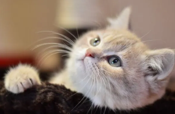 幼貓奶粉 幼貓奶粉