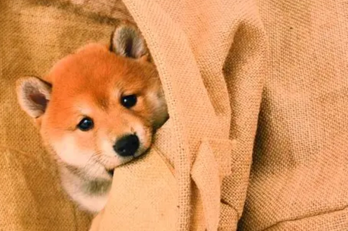 狗狗吃海苔安全嗎