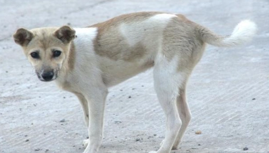 寵物過敏症狀 寵物過敏症狀