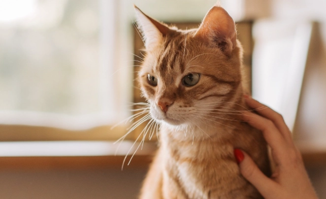 貓咪中藥安全 貓咪中藥安全