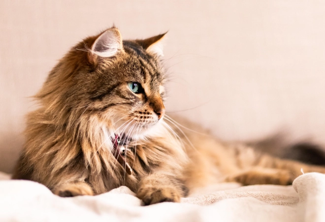 貓誤食薑處理 貓誤食薑處理