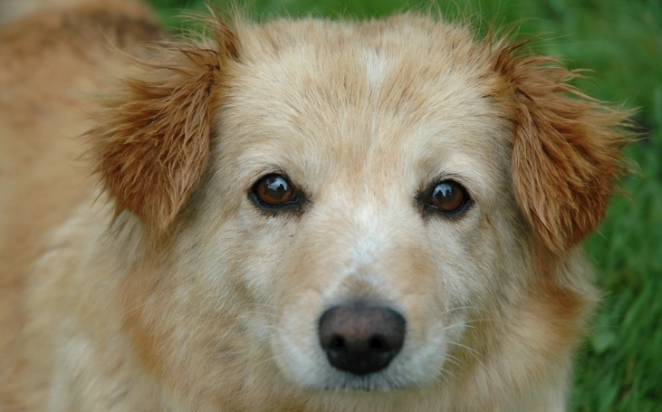 狗狗中毒症狀 狗狗中毒症狀