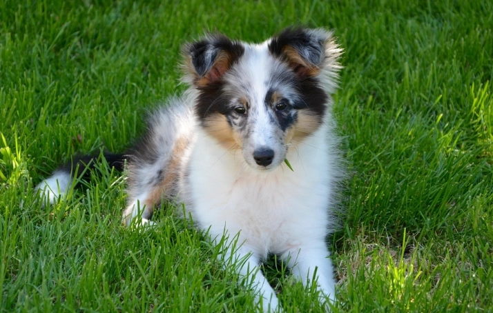 豆漿對狗的好處 豆漿對狗的好處