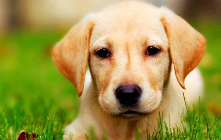 狗狗腸胃炎症狀 狗狗腸胃炎症狀