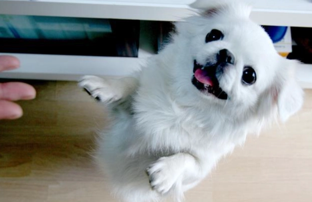 狗狗中毒急救 狗狗中毒急救