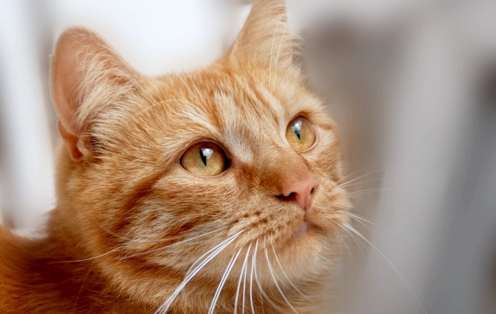 貓咪飲食禁忌 貓咪飲食禁忌