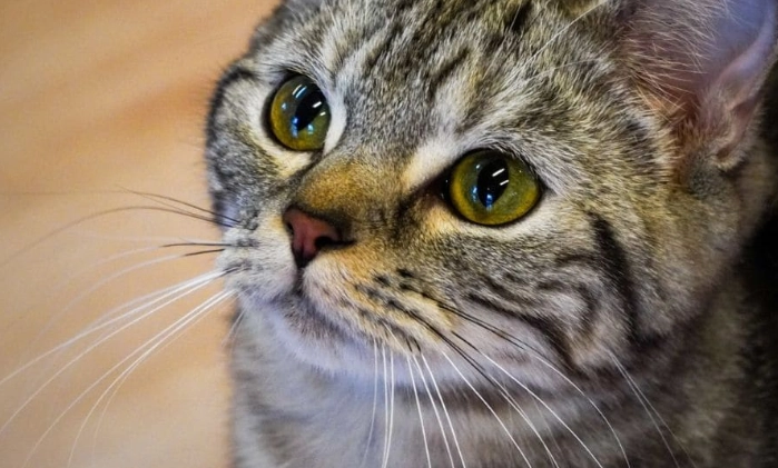 貓咪吃甘栗仁安全嗎