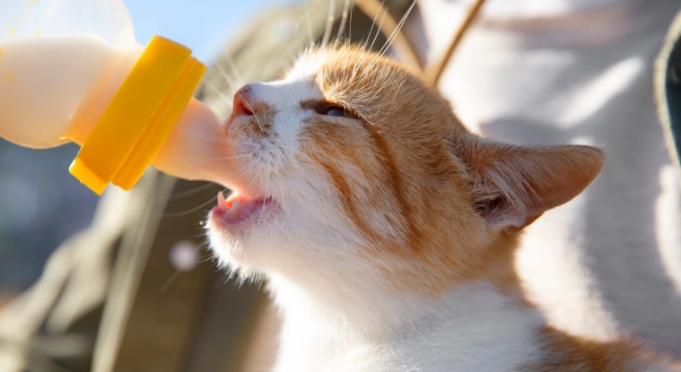 幼貓喝什麼奶 幼貓喝什麼奶