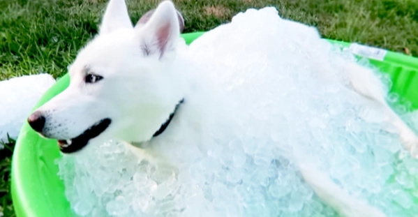 狗狗吃冰塊安全嗎