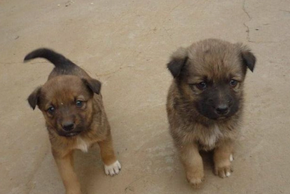狗食物過敏 狗食物過敏