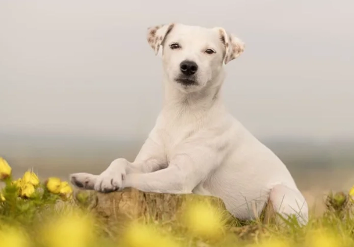 優格對狗狗的益處