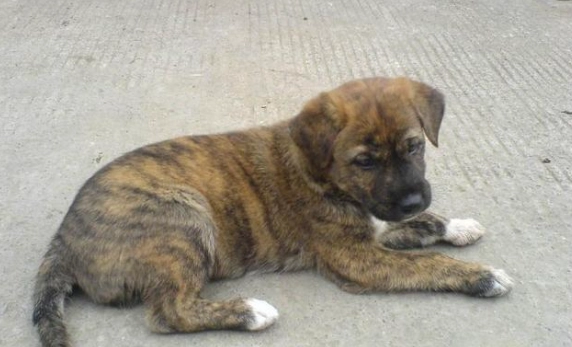 狗皮膚過敏治療