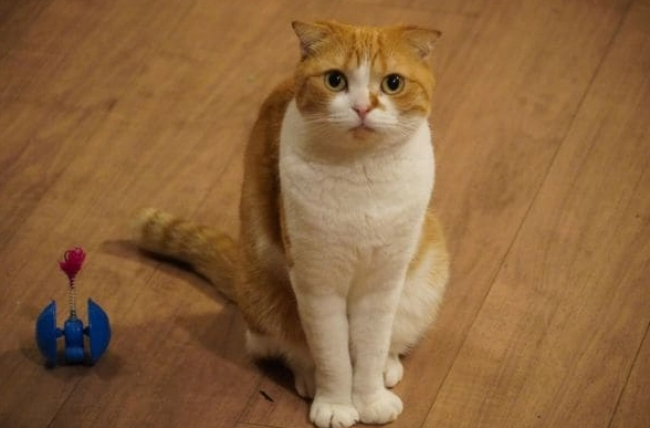 貓吃蝦米安全嗎