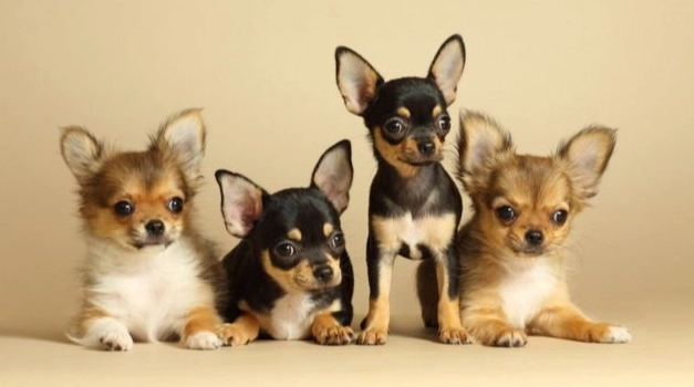 蘋果核對狗有毒