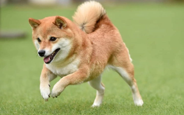 狗誤食雞骨頭處理