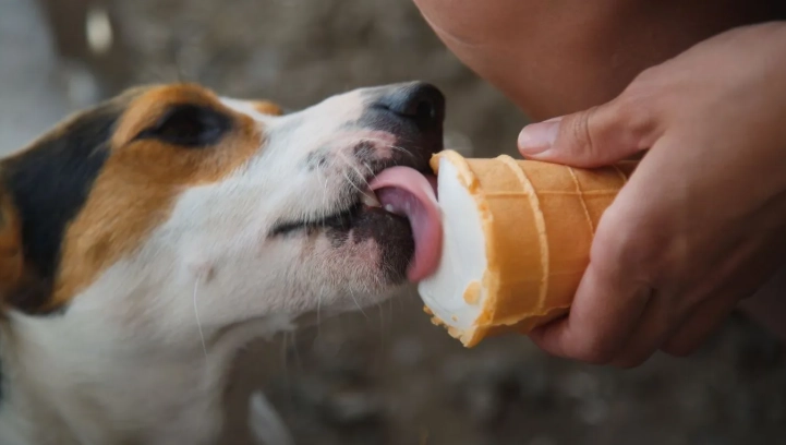 抹茶對狗狗有害嗎