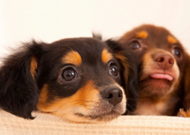 狗狗吃軟骨安全嗎