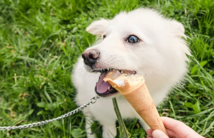 狗冰淇淋安全 狗冰淇淋安全