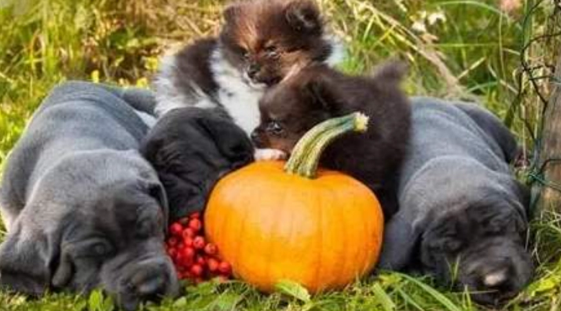 狗南瓜好處 狗南瓜好處