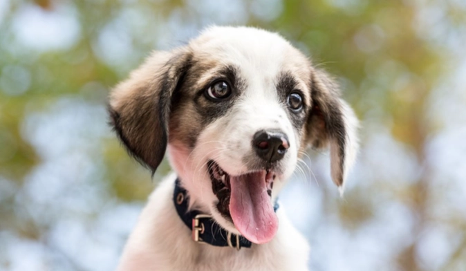 人狗共患病預防 人狗共患病預防