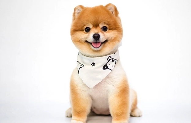 蘋果核對狗有毒