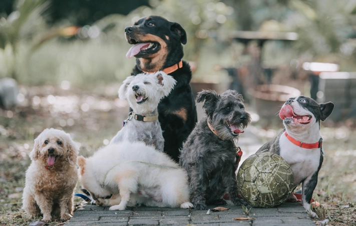 豬骨頭對狗狗的危險 豬骨頭對狗狗的危險