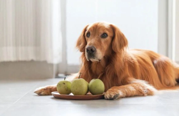 雪梨對狗狗有害嗎 雪梨對狗狗有害嗎