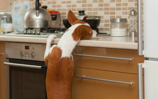 蒜頭對狗有毒 蒜頭對狗有毒