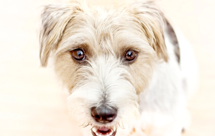 豆漿對狗的好處 豆漿對狗的好處