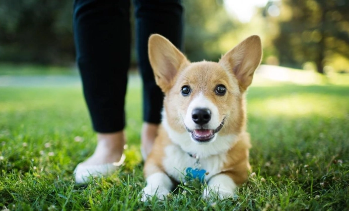 狗狗骨頭營養 狗狗骨頭營養