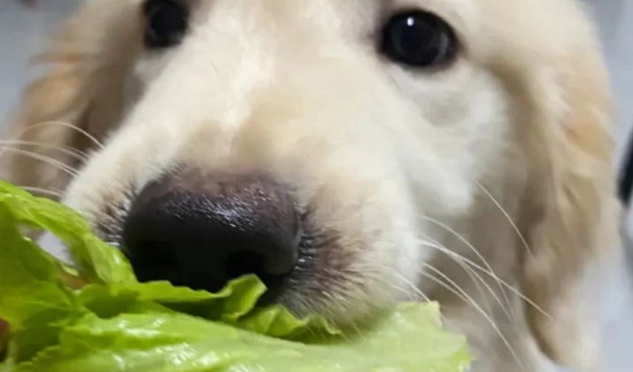 生菜對狗有害嗎