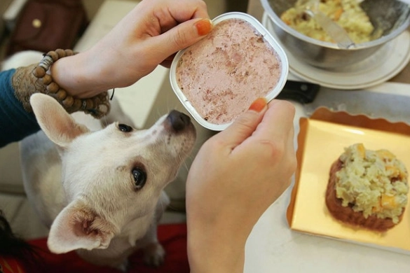 魚皮對狗狗的影響