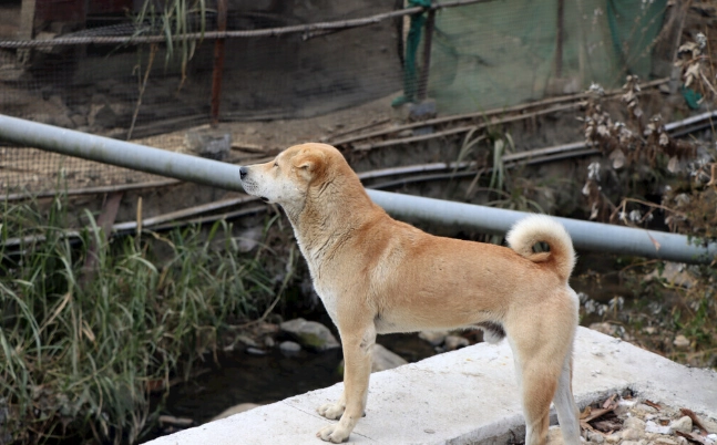 狗腎臟病飲食注意事項