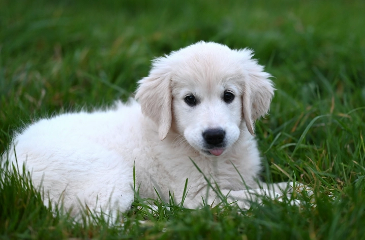 黄瓜对狗的好处