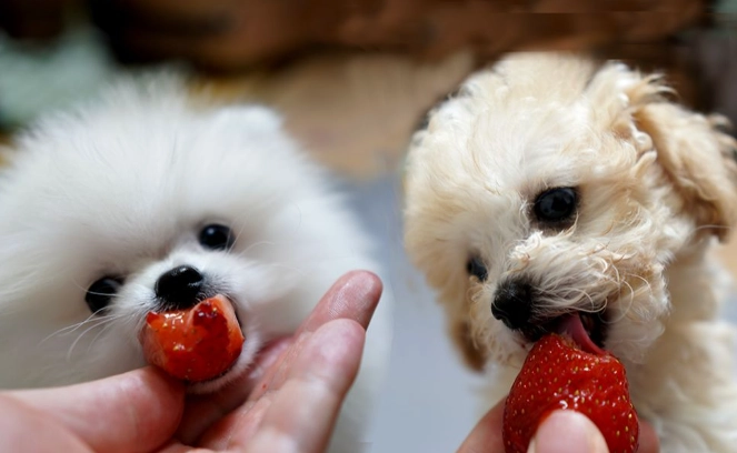 草莓對狗狗安全