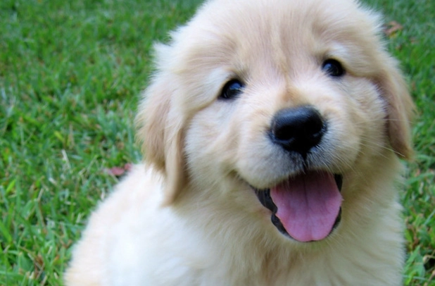 狗狗中毒急救 狗狗中毒急救