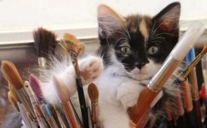 貓咪喝咖啡症狀