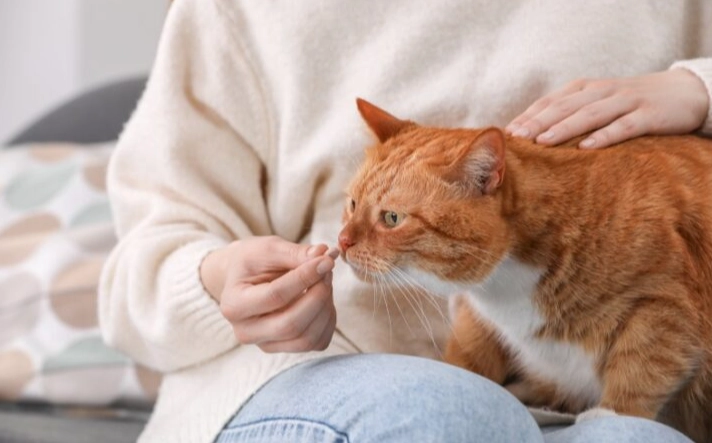 中藥對貓的危害 中藥對貓的危害