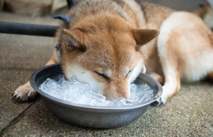 狗狗吃冰塊風險