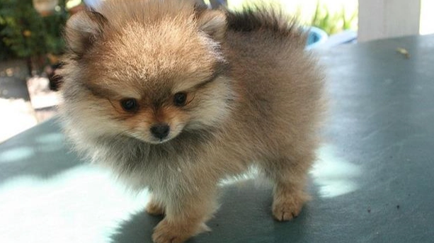 白花椰菜對狗狗的好處