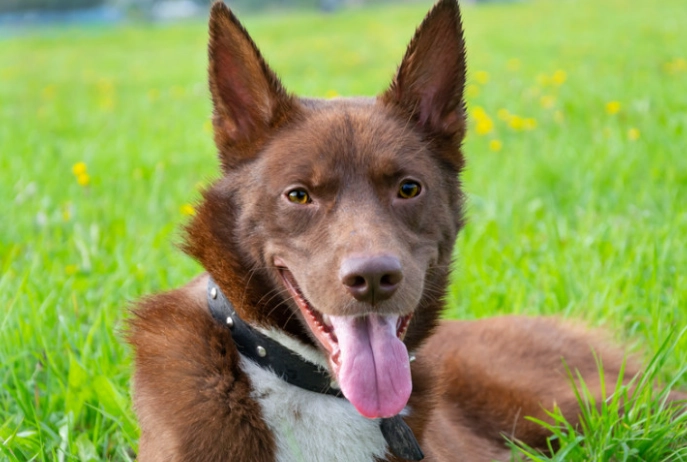 昆布對狗狗的好處